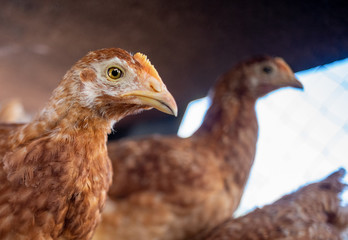 Dominant Red barred chicken looking for food in the  garden with grass