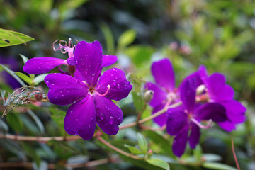 Obraz premium purple Tibouchina semidecandra after the rain, with water drop on it 