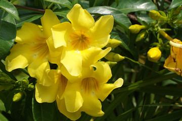 Fototapeta premium close up of Allamanda schottii, bush allamanda flowers