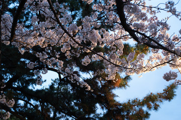 ランプと夜桜
