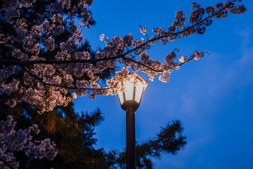 ランプと夜桜
