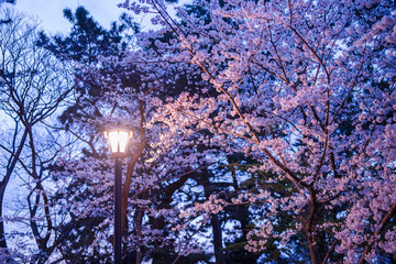 ランプと夜桜