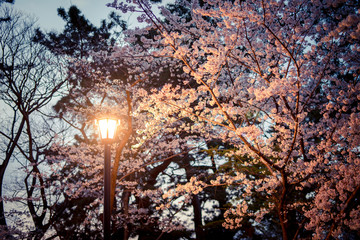 ランプと夜桜