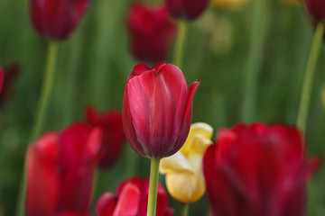 red tulips grow in a city garden among yellow tulips
