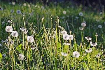 Obraz premium Pusteblumen-Feld