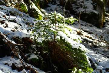 Snowy spruces in the forest.