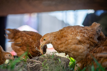 Dominant Red barred chicken looking for food in the  garden with grass