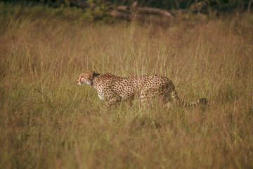 The Cheetah (Acinonyx jubatus) is a feline known as the fastest terrestrial animal. It's a slender long-legged animal with a yellowish, black-spotted fur coat.