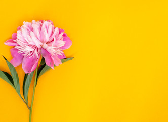 Pink peony flower lies on a yellow background. top view of the background. Flat lay.