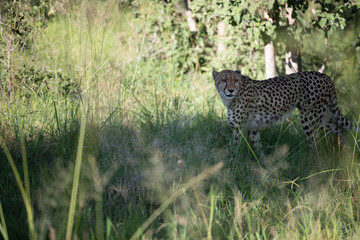 The Cheetah (Acinonyx jubatus) is a feline known as the fastest terrestrial animal. It's a slender long-legged animal with a yellowish, black-spotted fur coat.