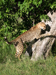 The Cheetah (Acinonyx jubatus) is a feline known as the fastest terrestrial animal. It's a slender long-legged animal with a yellowish, black-spotted fur coat.