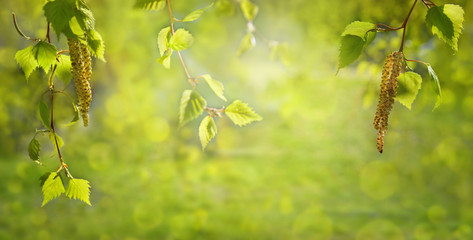 Birch branches bursting forth in spring. Spring nature background.