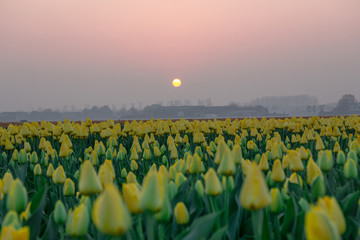 Landscape of Netherlands tulips with sunlight in Netherlands.