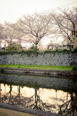 河川敷の桜