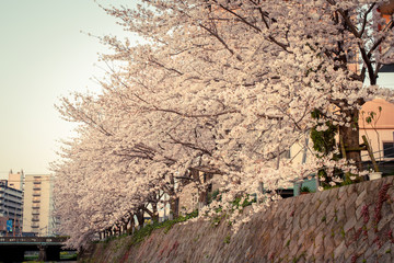 河川敷の桜