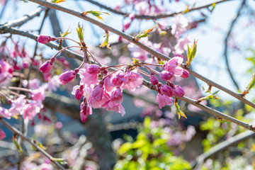 仙台枝垂れ桜