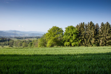 Waldlandschaft im Hotzenwald, Germany