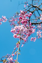 仙台枝垂れ桜