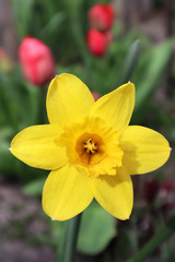 Daffodil flower in the garden