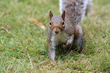 Cute grey squirrel - Eichhörnchen auf Wiese
