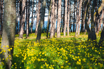 yellow flowers in spring time in the forest