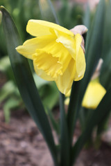 Daffodil flower in the garden