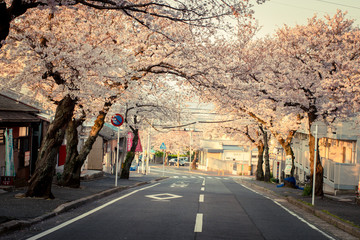 北九州市小倉南区　安部山公園の桜並木