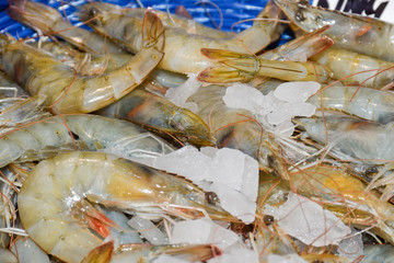 The giant tiger prawn or Asian tiger shrimp