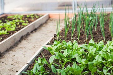  The concept of agriculture, vegetable garden. Young spinach, green onions in a greenhouse. Horizontal photo, copy space