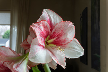 white and red amaryllis