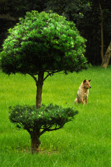 Dog in the grass sitting and looking away. tree in foreground.