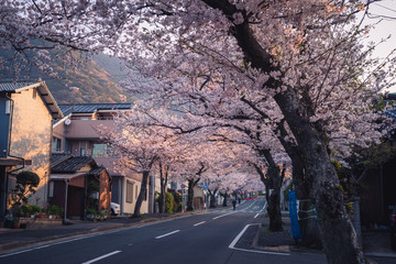 北九州市小倉南区　安部山公園の桜並木