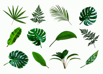 set of green monstera palm and tropical plant leaf on  white background for design elements, Flat lay