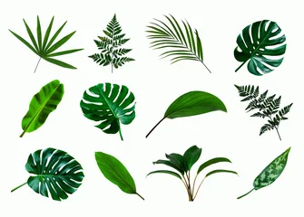 Fotobehang Tropische bladeren set van groene monstera palm en tropische plant blad op witte achtergrond voor ontwerpelementen, plat lag