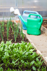  The concept of agriculture, vegetable garden. Young spinach and green onions in a greenhouse with watering cans. 