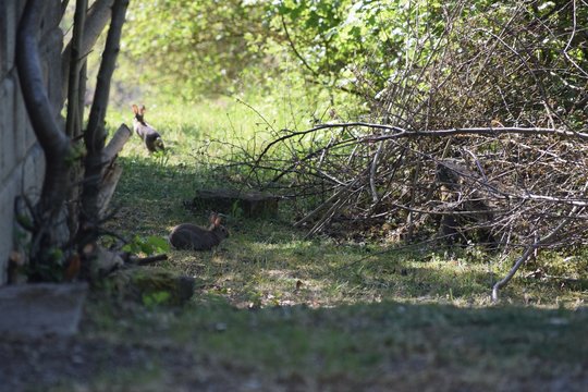 Wild rabbit