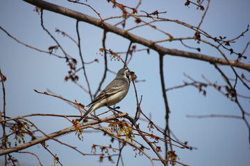 gray songbird on a branch in spring