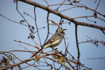 gray songbird on a branch in spring