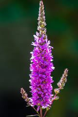 close up of a loosestrife flower
