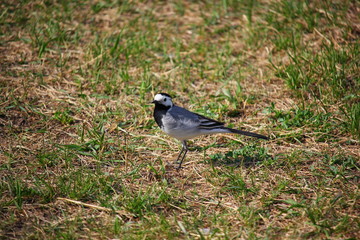 gray songbird on grass in spring