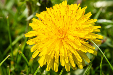 Dandelion