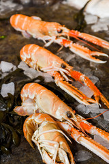 Norway lobster, Dublin Bay prawn