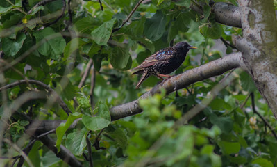 A starling chick sitting on a branch of an apple tree in the garden