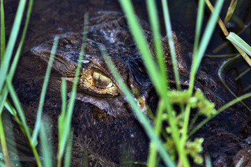  Olho r&eacute;ptil jacar&eacute;