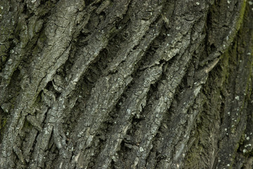 Texture of the tree trunk bark