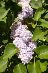 un lilas en fleurs au printemps © ArtMilan