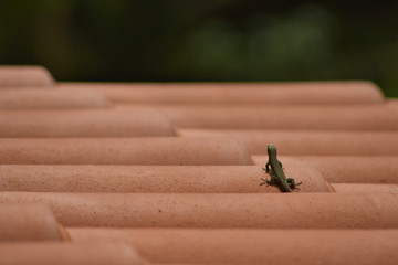 Lagartija verde en un tejado