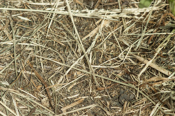Hay from grass on the ground