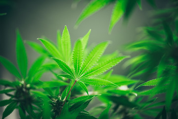 The leaves and flowers of the cannabis, hemp weed in laboratory