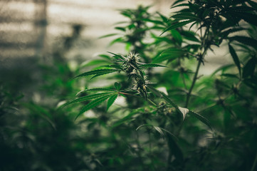 The leaves and flowers of the cannabis, hemp weed in laboratory